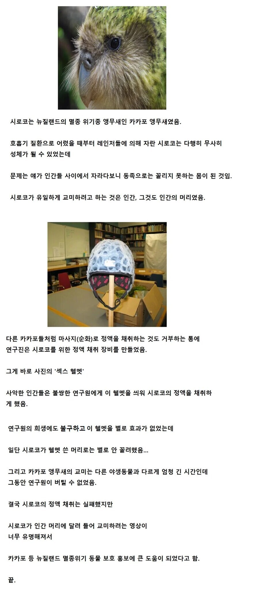 이상성욕 앵무새를 위해 만든 발명품_1.jpg