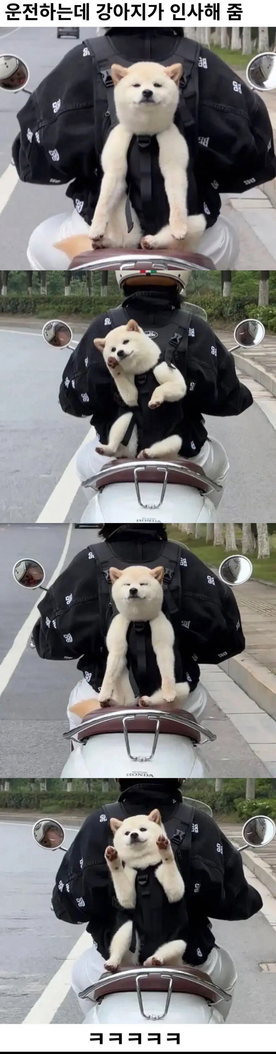 운전하는데 강아지가 인사해줌_1.jpg