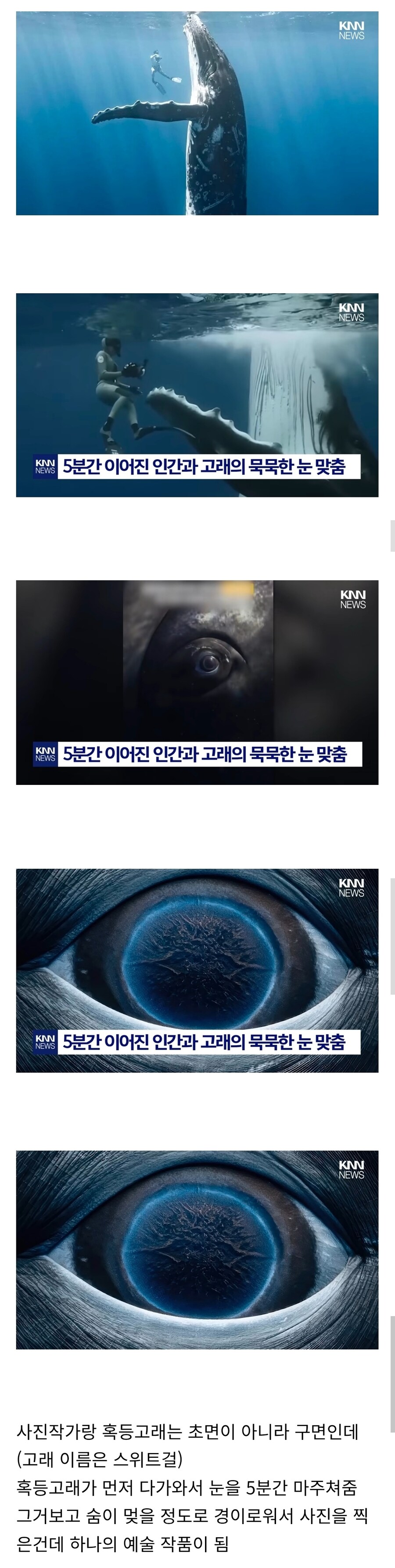해외에서 화제인 해양사진작가가 찍은 혹등고래의 눈동자_1.jpg