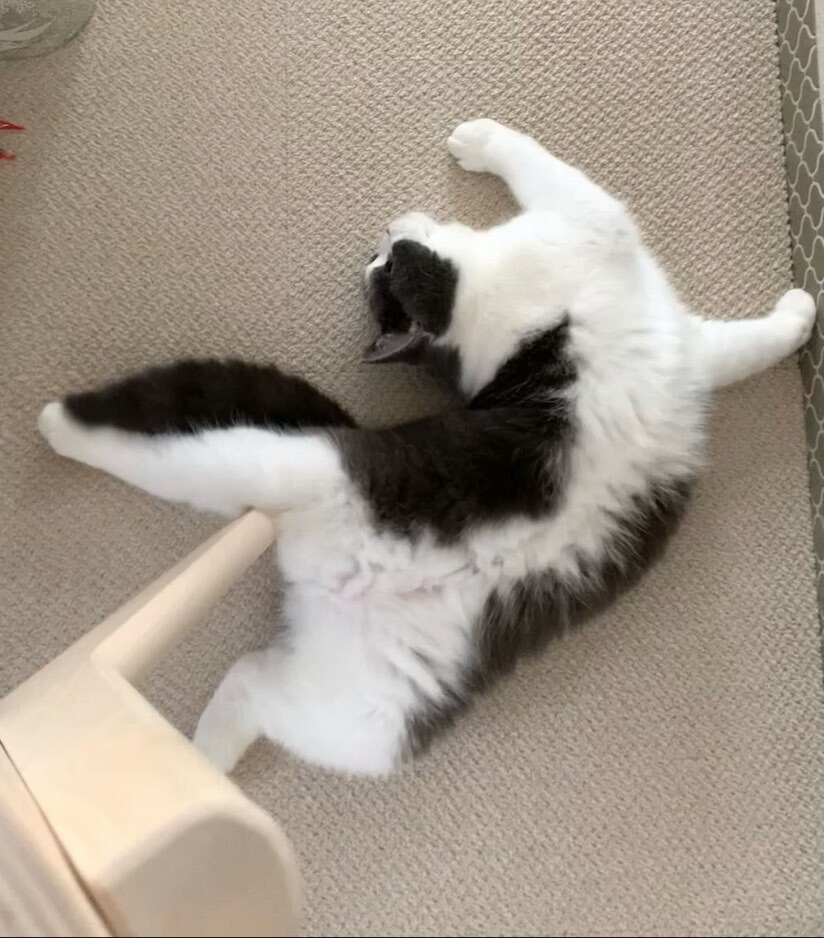 아크로바틱하게 자는 냐옹이..._1.jpg