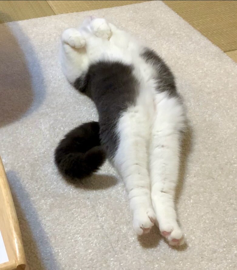 아크로바틱하게 자는 냐옹이..._2.jpg