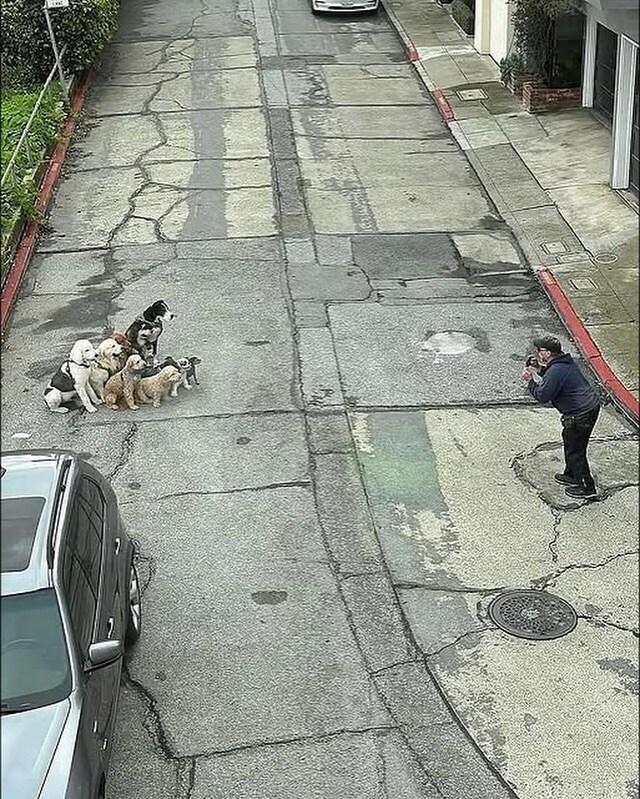 산책하다가 단체사진 찍는 댕댕이들_1.jpg