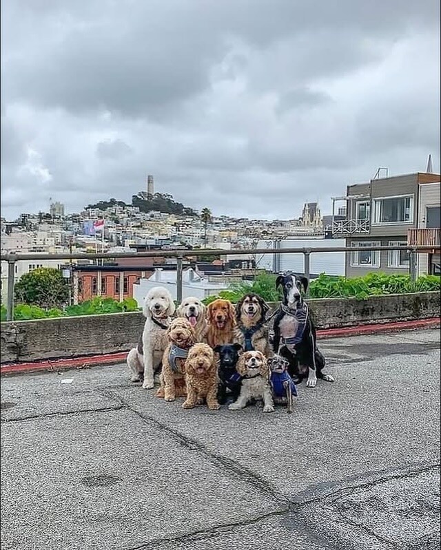 산책하다가 단체사진 찍는 댕댕이들_2.jpg