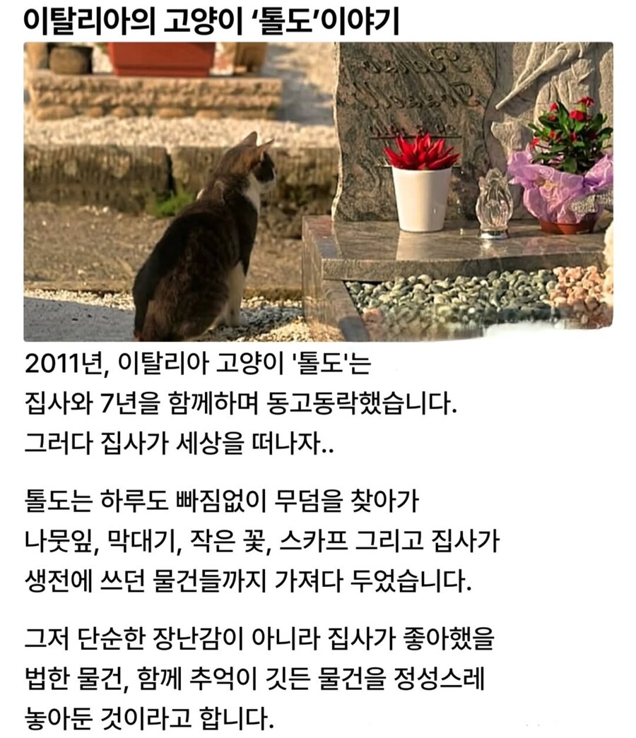 집사가 먼저 세상을 떠난 고양이