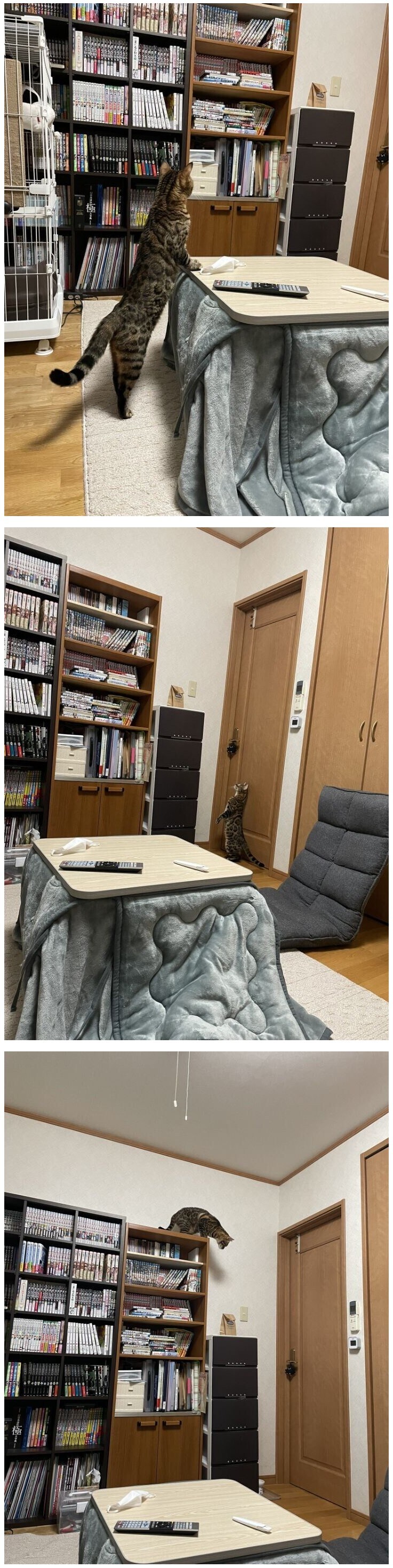 낯선 봉투를 경계하는 고양이.jpg_1.jpg