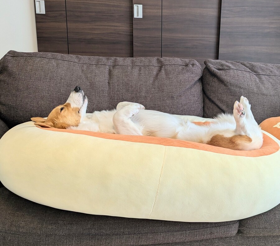 개편하게 자는 모습.jpg_1.jpg