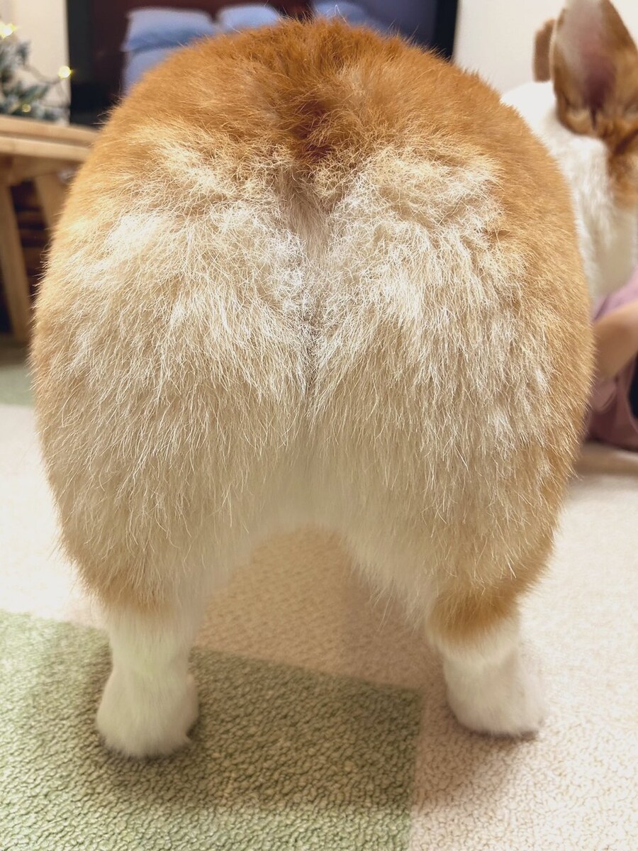 노릇노릇 잘 익은 식빵.jpg_1.jpg