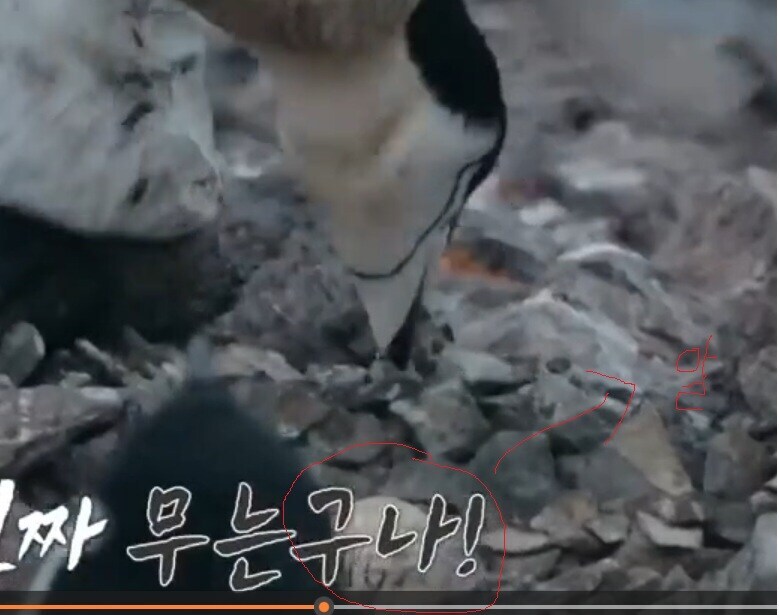 남극의 시프들 펭귄 꼬리 잡은게 연구원이면 연구원 대로 좉됐네_1.png