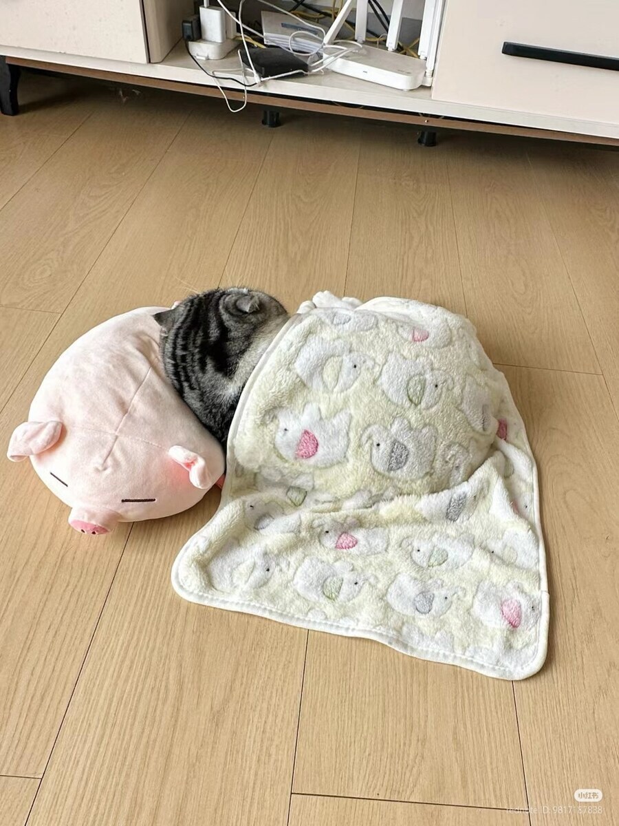 잠자는 귀요미 뚠냥이..._2.jpg