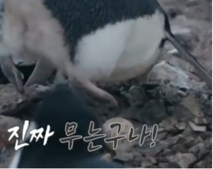 남극의시프) 걍 어떤 펭귄이든 꼬리잡고 든 시점에서 ㅈ된 거네;;_1.jpg