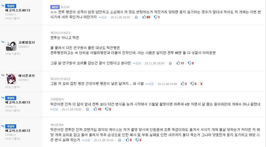 남극의시프) 걍 어떤 펭귄이든 꼬리잡고 든 시점에서 ㅈ된 거네;;_2.jpg