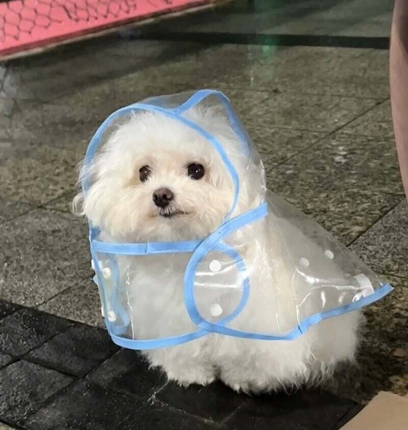 랜덤짤 투척_5.jpg