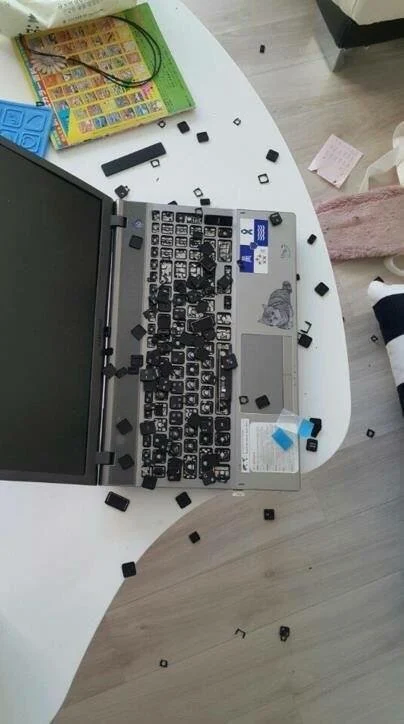 앵무새 분양합니다._1.webp