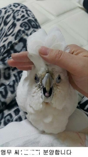 앵무새 분양합니다._2.webp