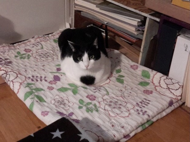 고양이가 귀찮게 해서 가슴에 명구 해버림_1.jpg