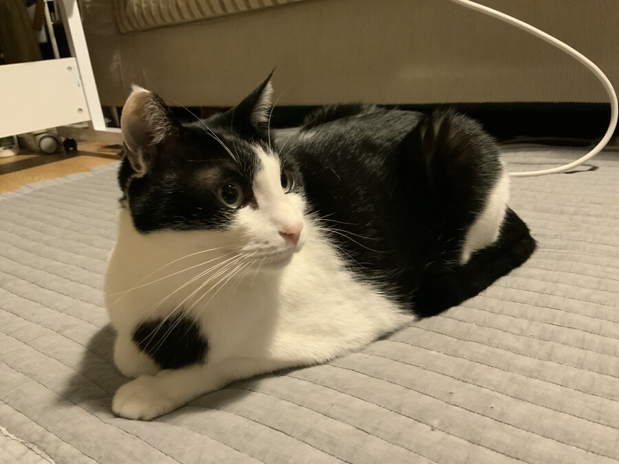 고양이가 귀찮게 해서 가슴에 명구 해버림_2.jpg