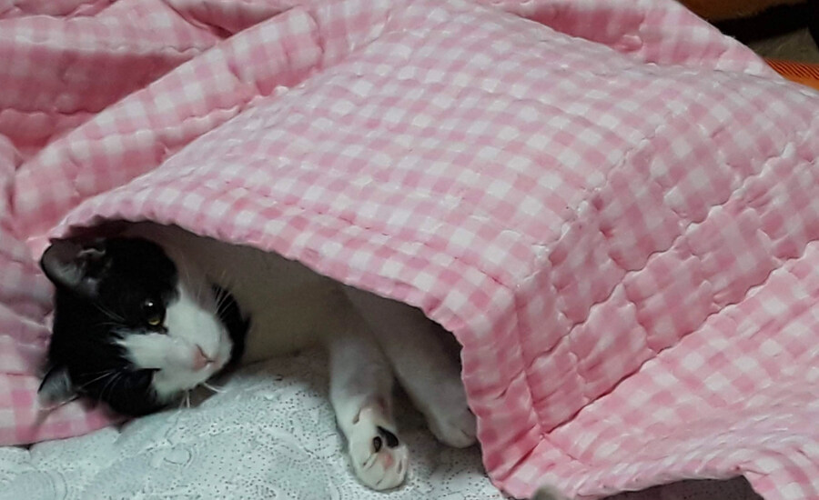 고양이가 귀찮게 해서 가슴에 명구 해버림_3.jpg