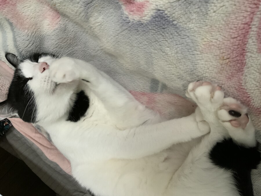 고양이가 귀찮게 해서 가슴에 명구 해버림_4.jpg