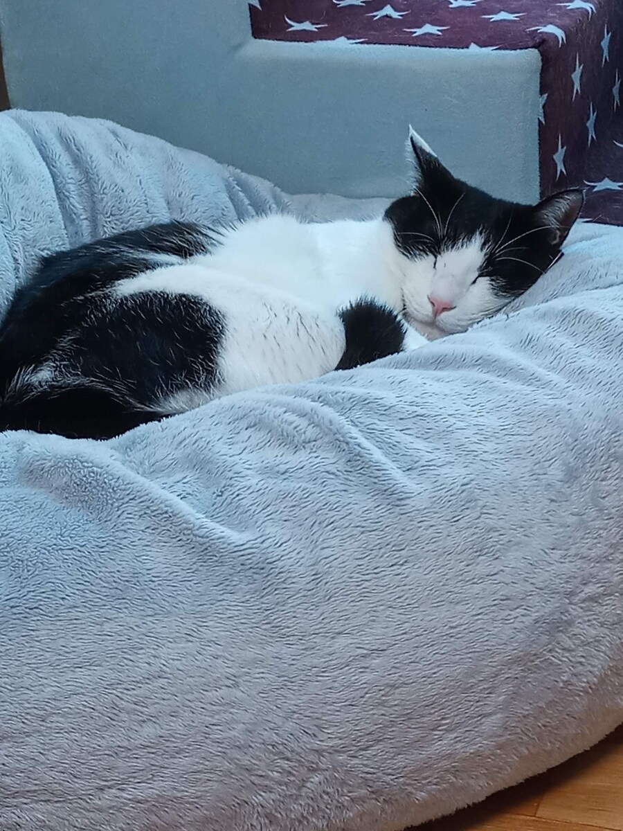 고양이가 귀찮게 해서 가슴에 명구 해버림_5.jpg