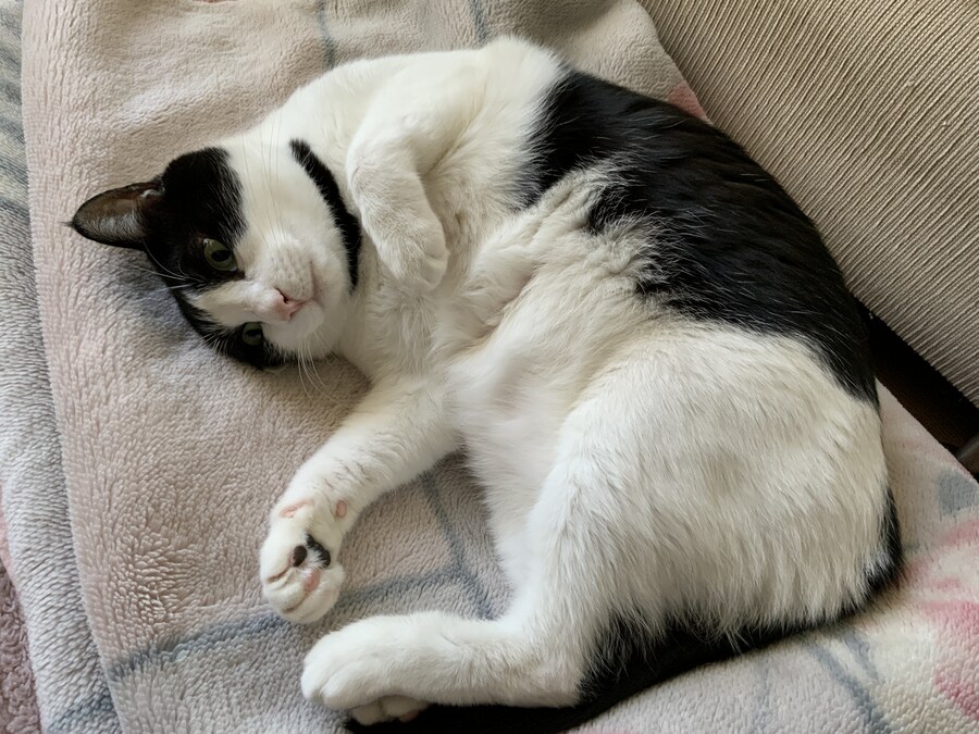 고양이가 귀찮게 해서 가슴에 명구 해버림_6.jpg