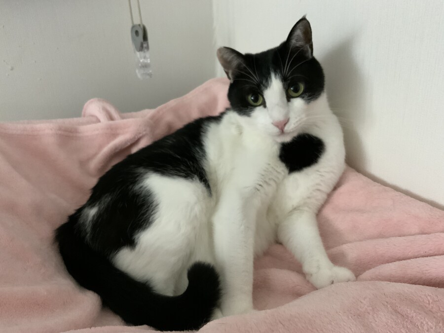 고양이가 귀찮게 해서 가슴에 명구 해버림_7.jpg