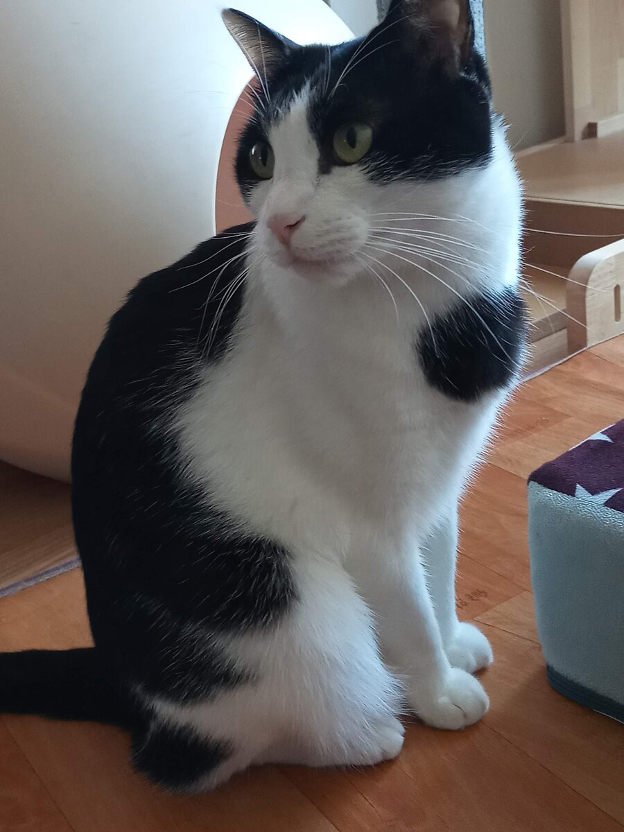 고양이가 귀찮게 해서 가슴에 명구 해버림_8.jpg