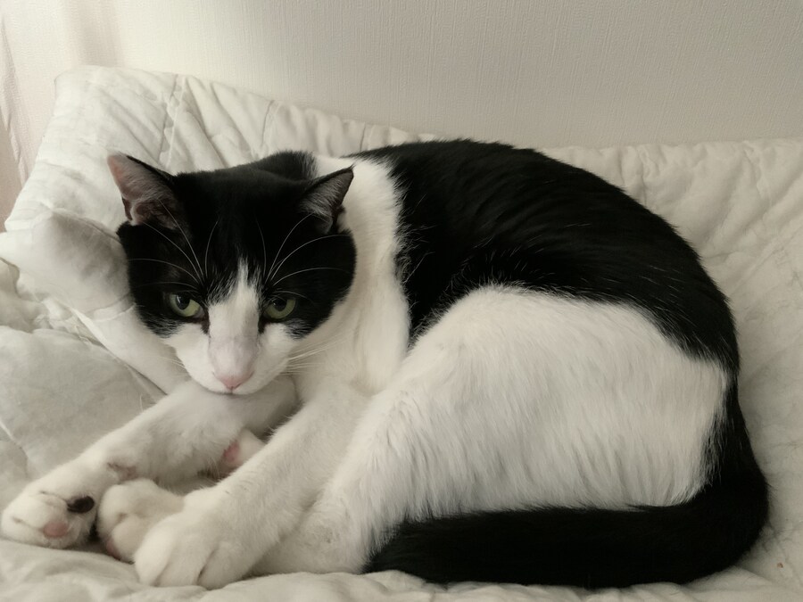 고양이가 귀찮게 해서 가슴에 명구 해버림_9.jpg