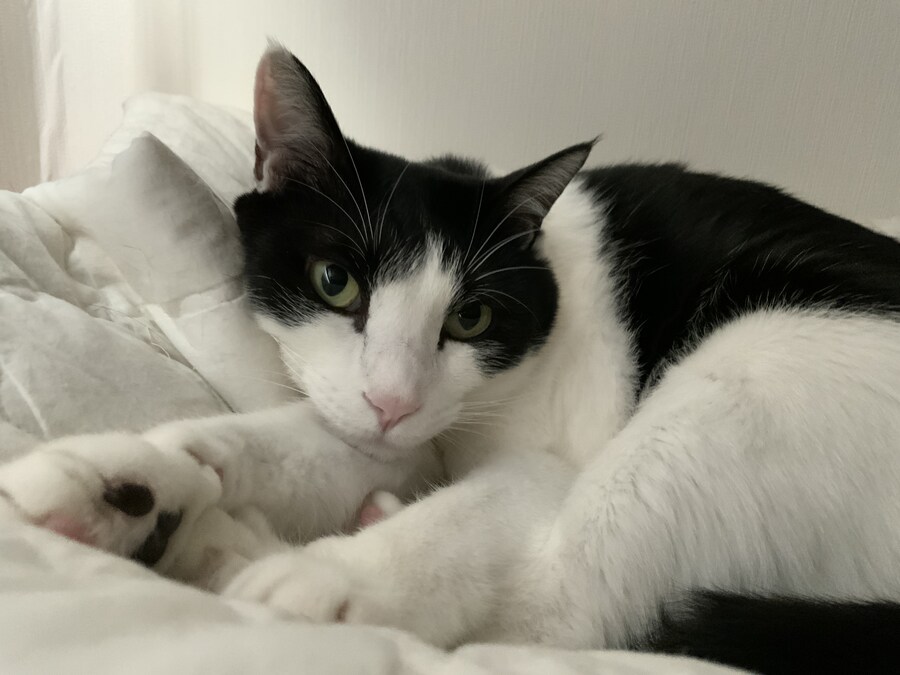 고양이가 귀찮게 해서 가슴에 명구 해버림_10.jpg