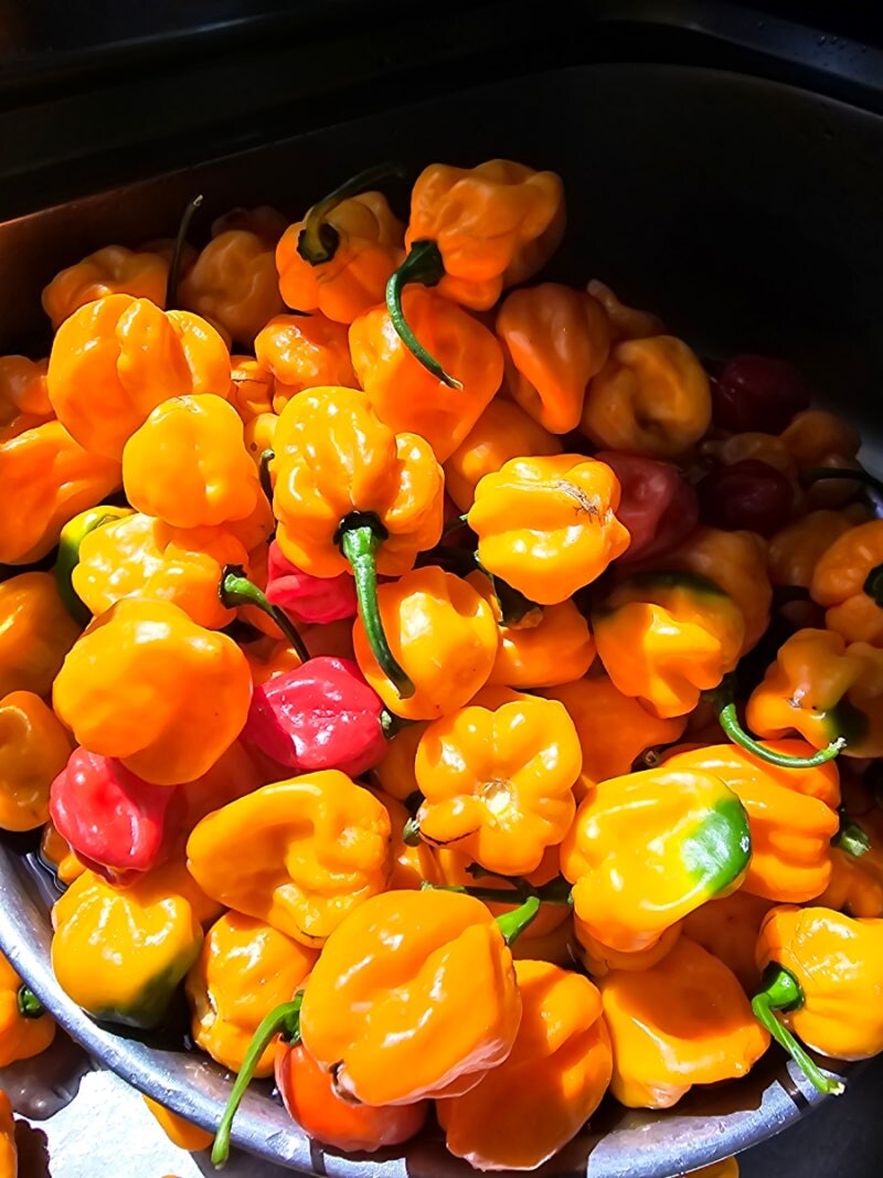 작은 고추가 맵다는 속담 나온게 이해되는 이유_2.jpg