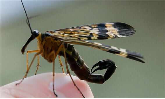 한국인들은 본적없는 한국에 사는 곤충_1.jpg