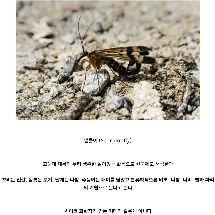 한국인들은 본적없는 한국에 사는 곤충_2.jpg