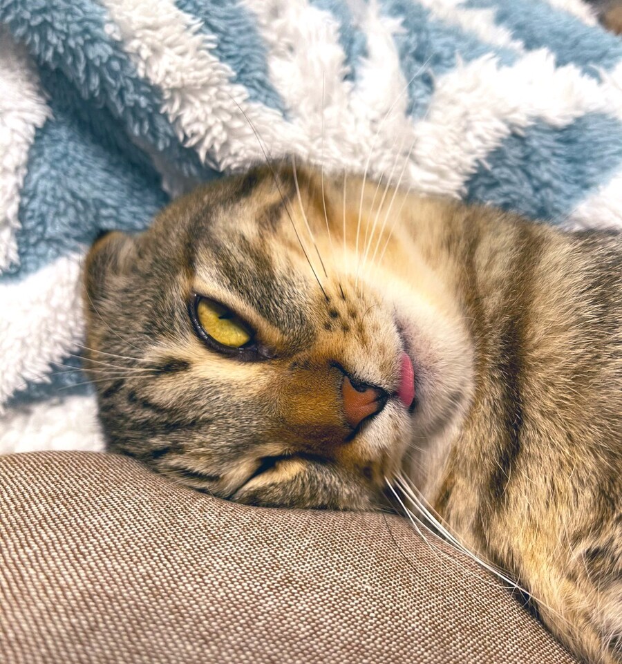 뿅 가버린 고양이.jpg_1.jpg