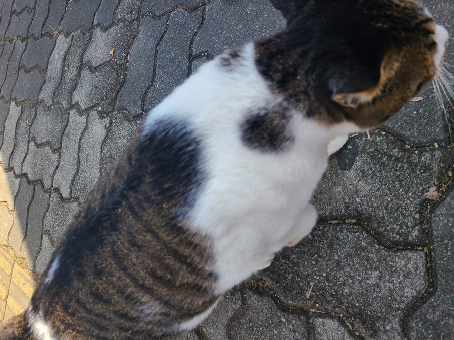 이래서 캣맘이 빠지나 보다. 막 와서 앵긴다._3.jpg