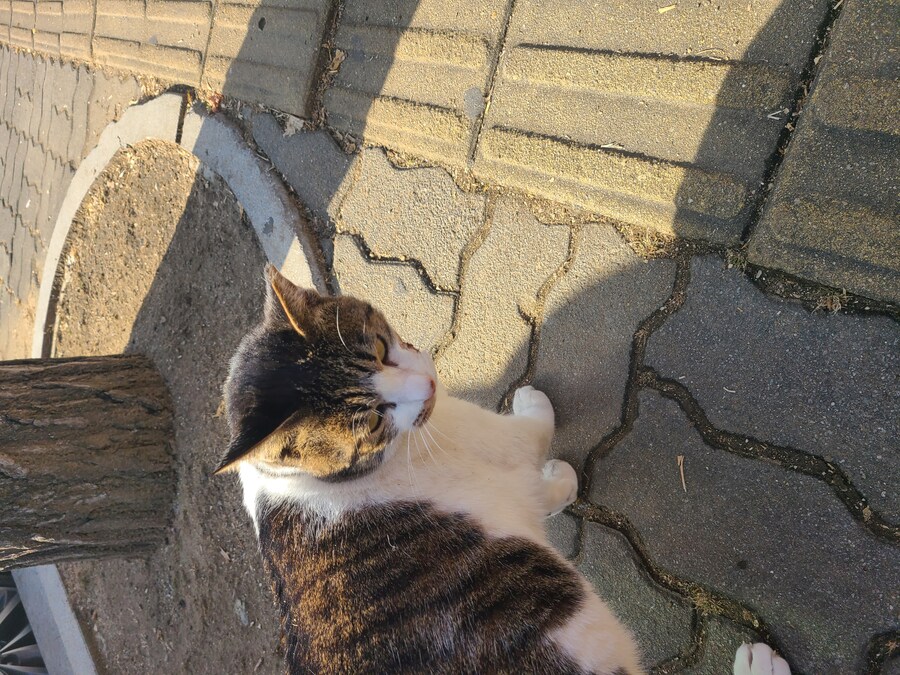 이래서 캣맘이 빠지나 보다. 막 와서 앵긴다._1.jpg