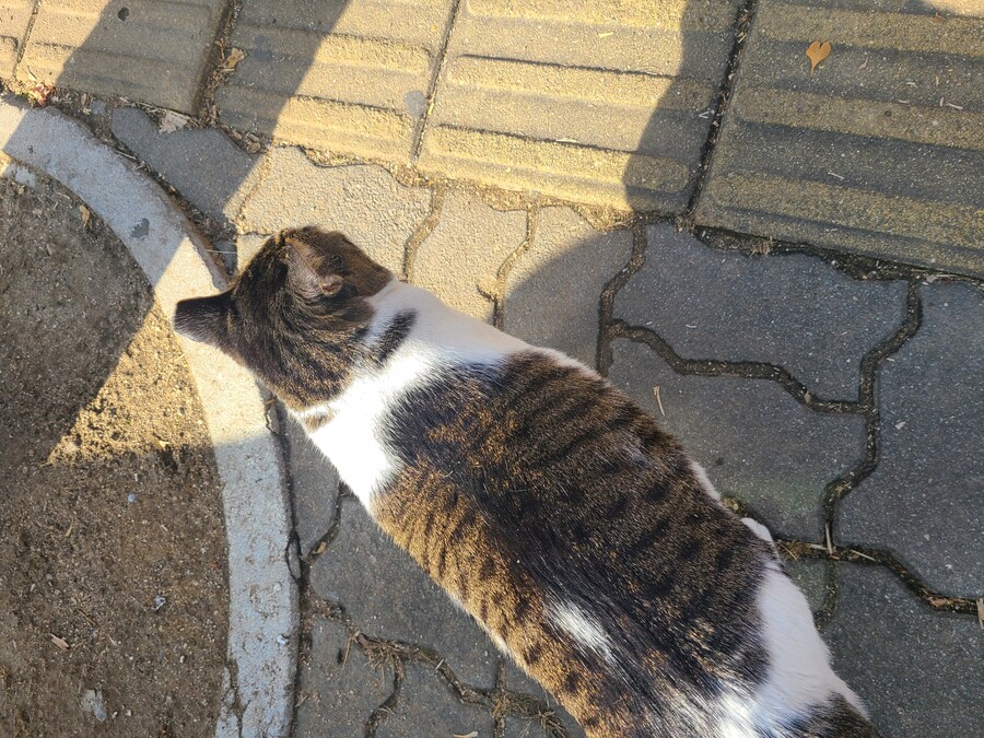 이래서 캣맘이 빠지나 보다. 막 와서 앵긴다._2.jpg