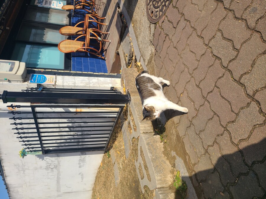 이래서 캣맘이 빠지나 보다. 막 와서 앵긴다._4.jpg