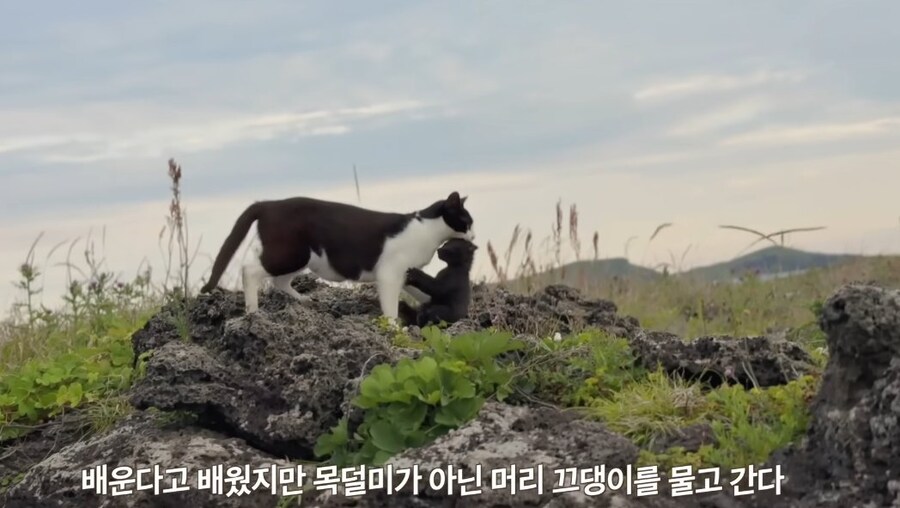 초보 엄마지만 최선을 다하는 고앵이_2.jpg