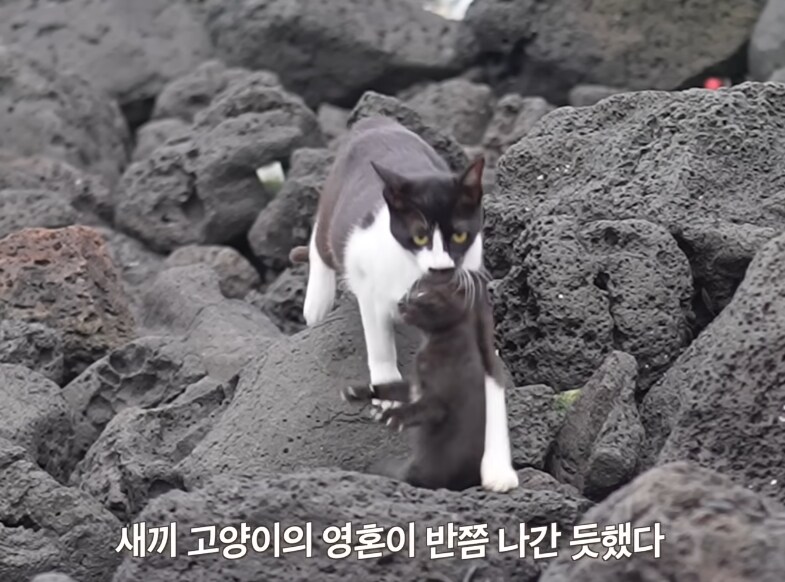 초보 엄마지만 최선을 다하는 고앵이_3.png