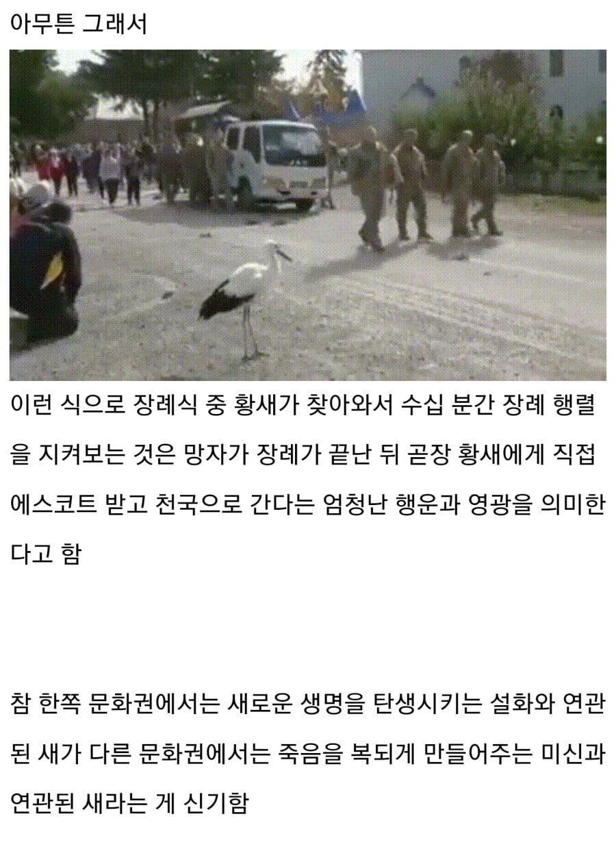 의외로 장례식에서 길조인 새 jpg._2.jpg