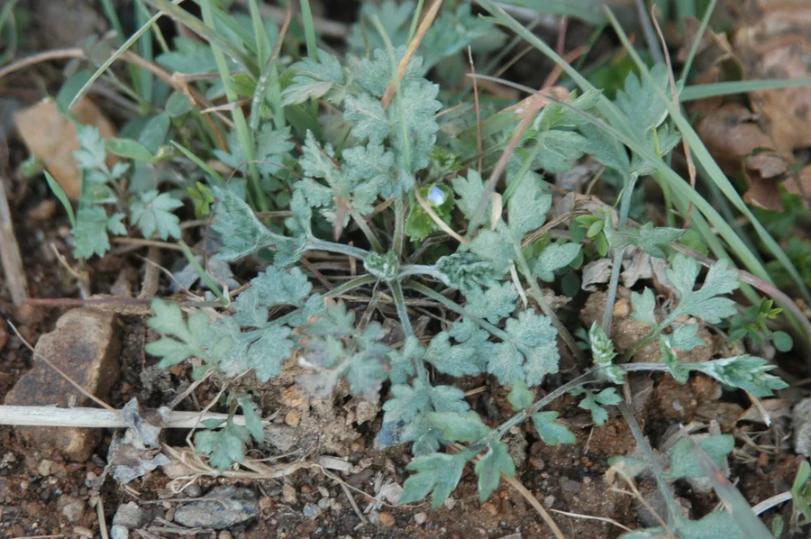 일본에 출몰하는 곰 해결법_2.webp