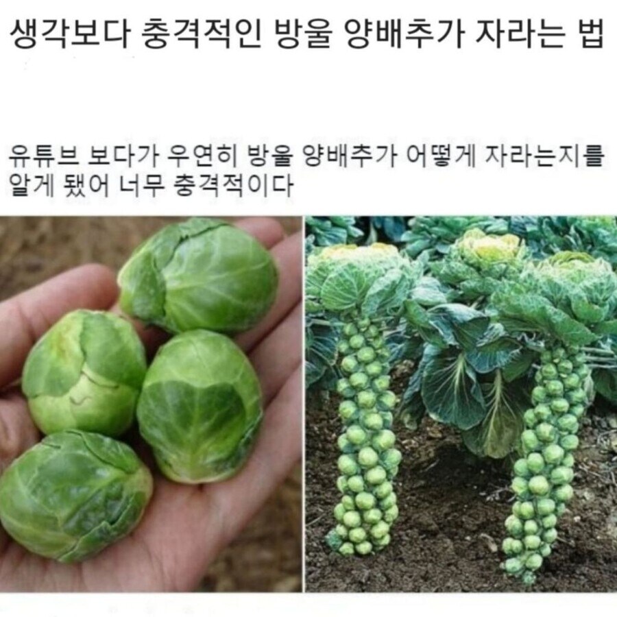 생각보다 충격적인 방울양배추가 자라는 법.jpg_1.jpg