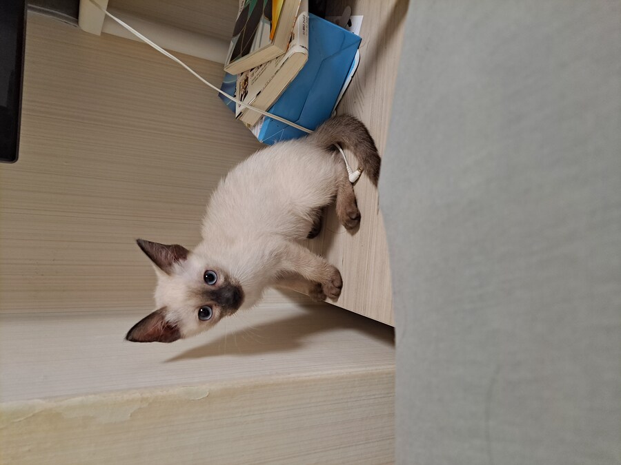 우리집 샴고양이 정도면 잘 탄거 맞죠?_1.jpg