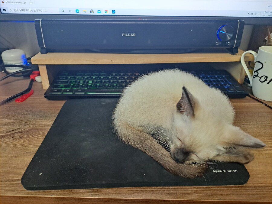 우리집 샴고양이 정도면 잘 탄거 맞죠?_3.jpg