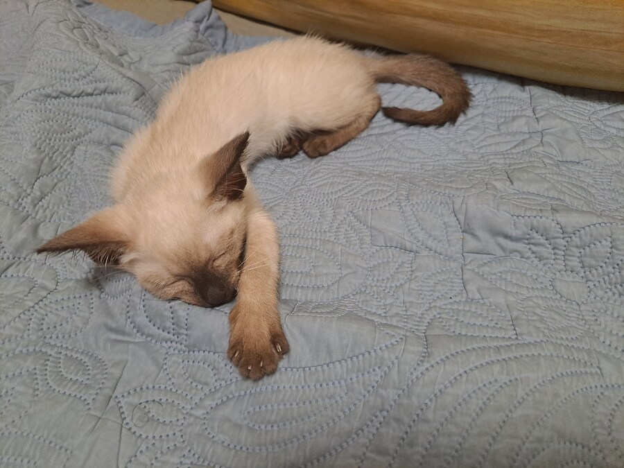 우리집 샴고양이 정도면 잘 탄거 맞죠?_4.jpg