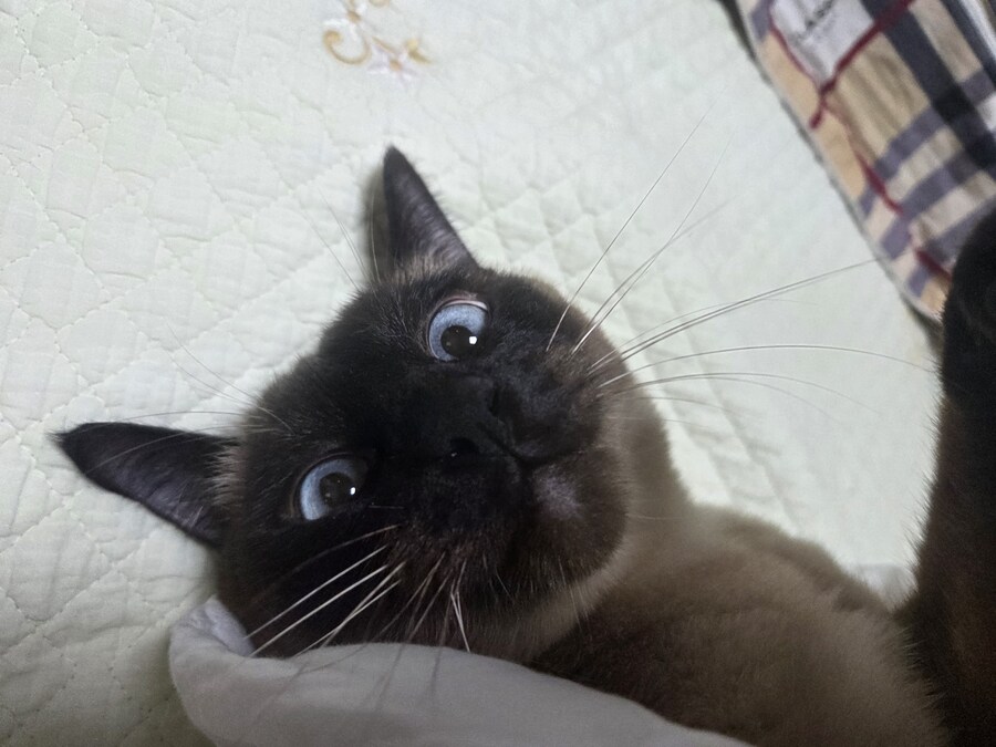 우리집 샴고양이 정도면 잘 탄거 맞죠?_7.jpg