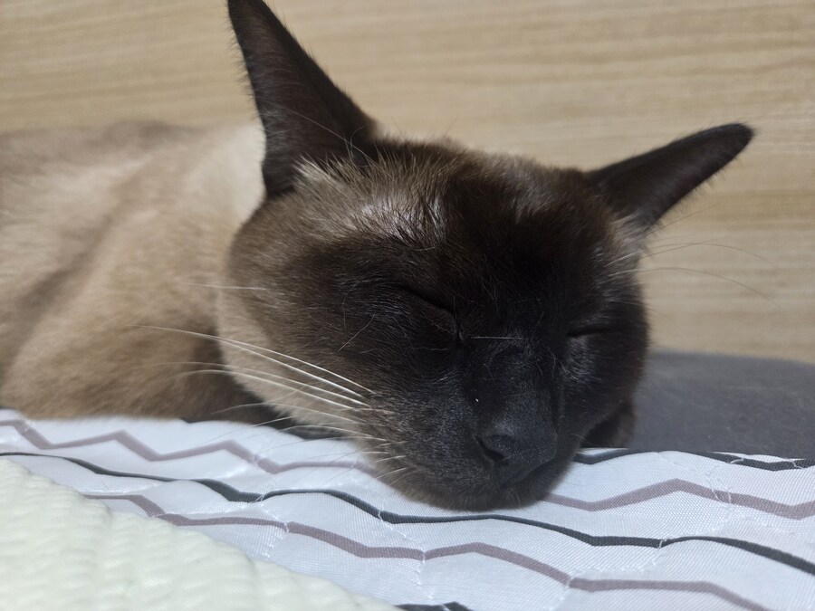 우리집 샴고양이 정도면 잘 탄거 맞죠?_6.jpg