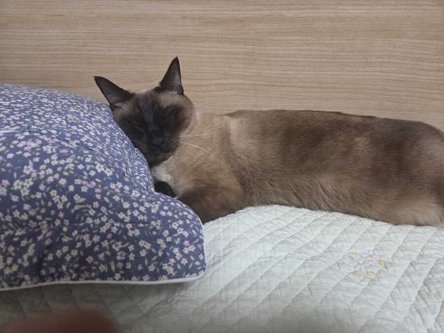 우리집 샴고양이 정도면 잘 탄거 맞죠?_8.jpg