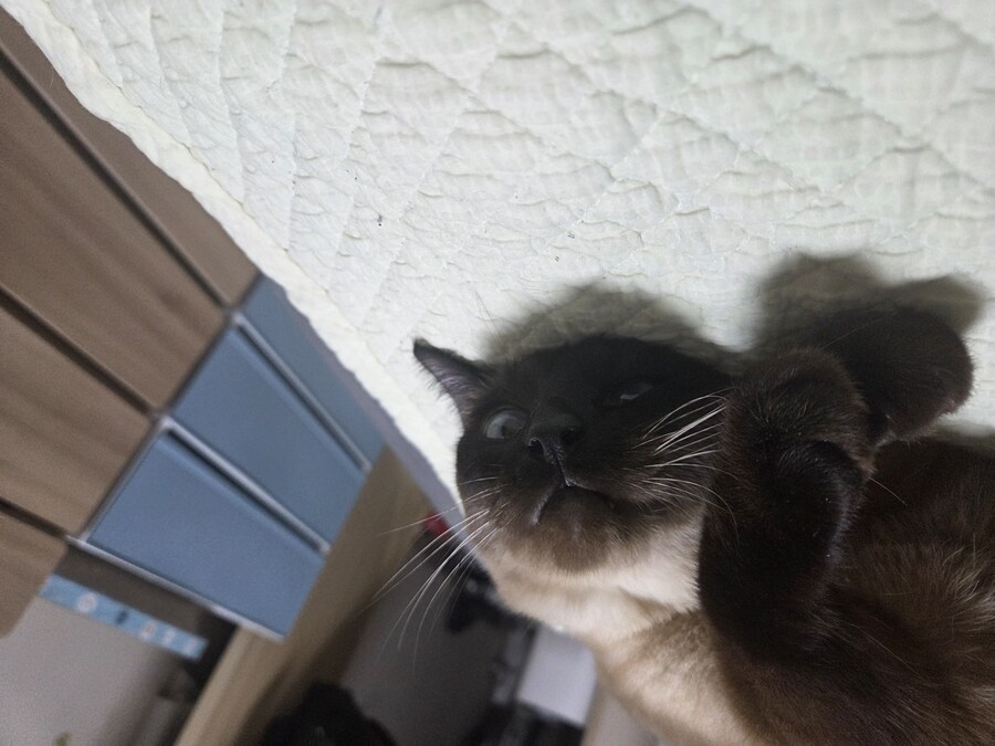 우리집 샴고양이 정도면 잘 탄거 맞죠?_9.jpg