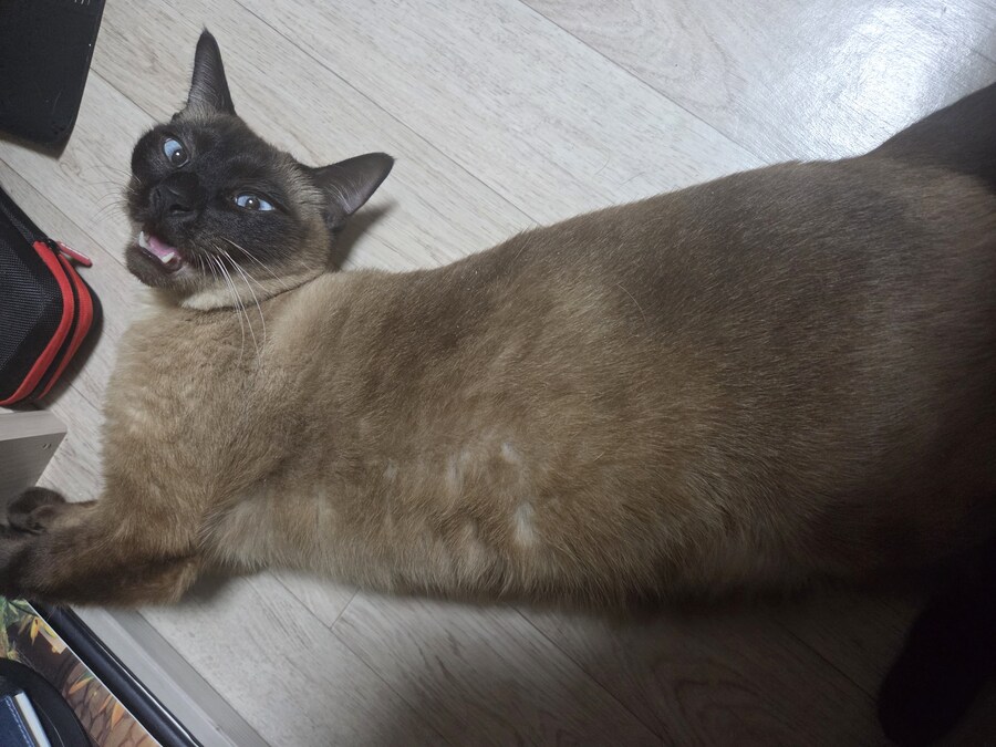 우리집 샴고양이 정도면 잘 탄거 맞죠?_10.jpg