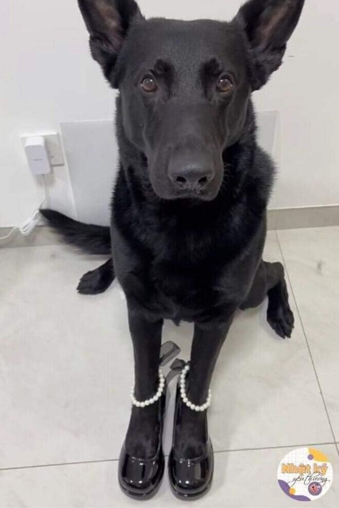 구두 모델의 각선미_3.jpg